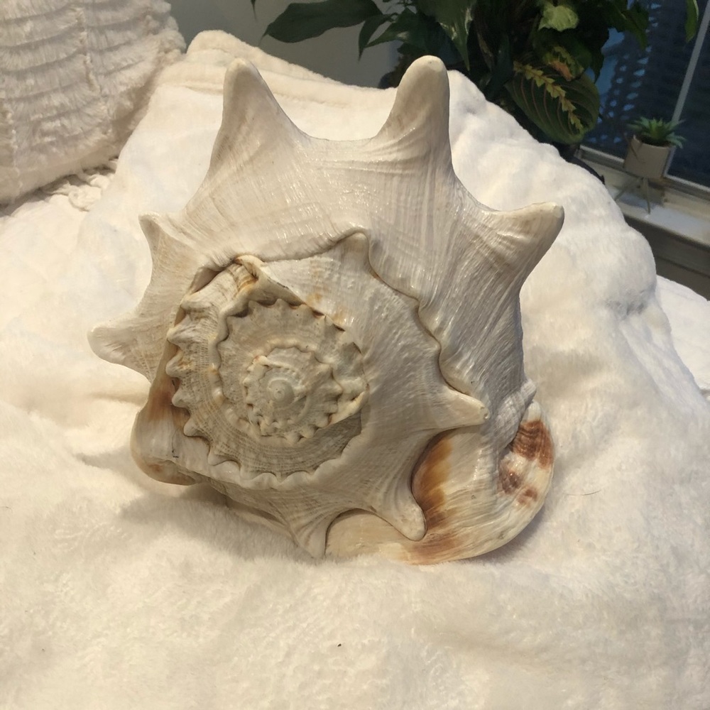 Conch Shell